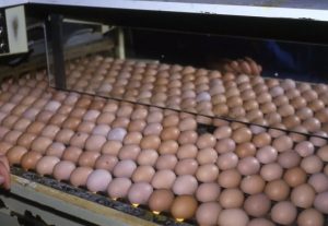 Le mirage des oeufs